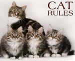 Cat Rules! - Everyday is Caturday -