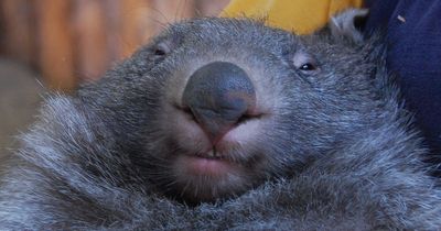 wombat.jpeg