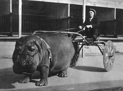 circus-hippo-pulling-a-cart.jpg