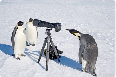 Penguins with camera.jpg