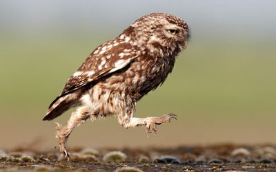 funny-owl-march-lancashire-by-austin-thomas.jpg