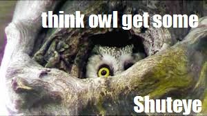 shuteye Owl.jpg