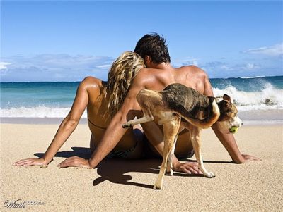 funny-vacation-pictures-beach-dog-pee.jpg