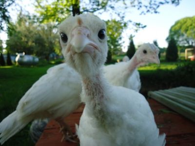Funny-looking-Poultry-570x428.jpeg