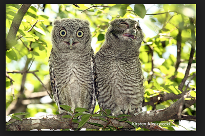 pair of owls.png