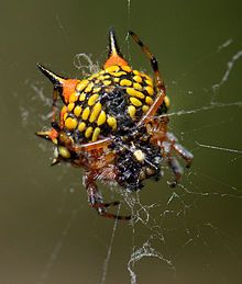 220px-Austracantha_minax_spider,_common_name,_Christmas_spider,_photographed_at_Darlington,_Western_Australia_on_4th_January_2013.jpg
