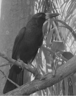 butcherbird.jpg