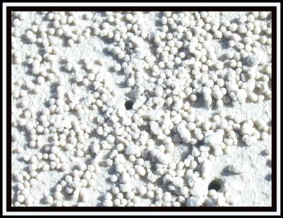 Patterned Crab Holes2.jpg