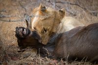 Tsalala-lioness-kill-wildebeest-JT-1598x1065.jpg