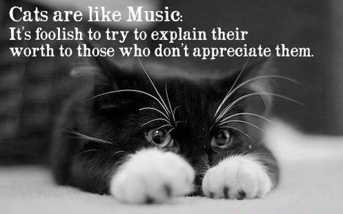 funny-cat-facts.jpg