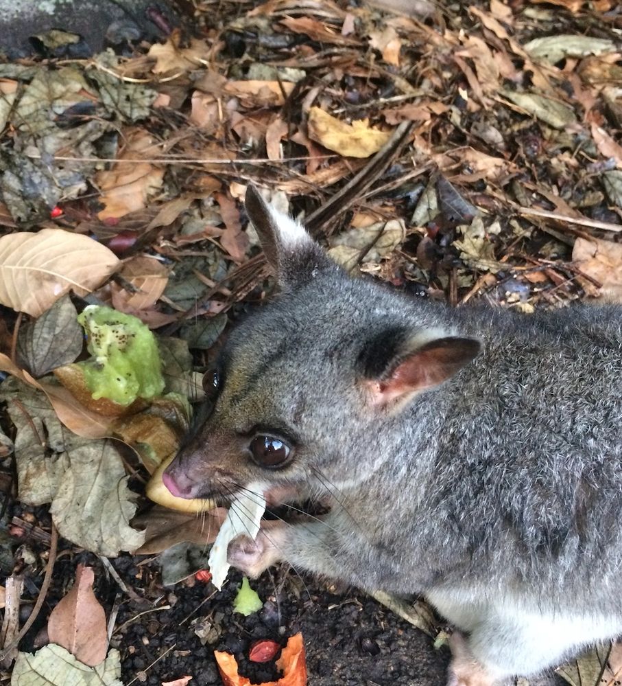 Possum in the leaf litter.jpg