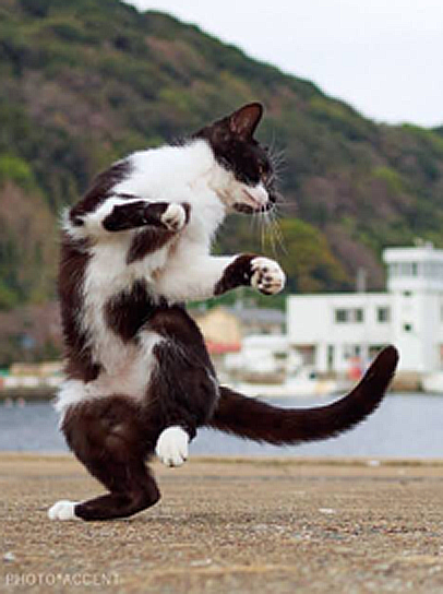 cat BW dancing .PNG