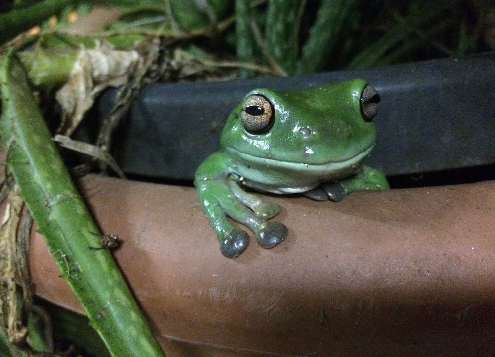 friendly frog.jpg