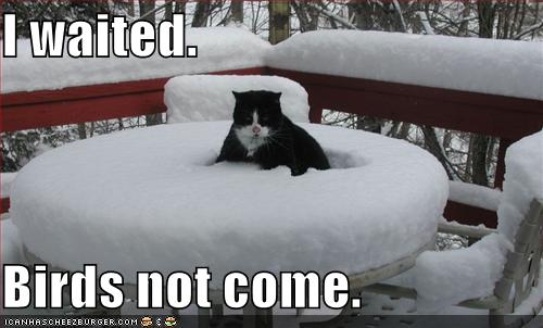 cat-waited-in-bird-bath-but-the-birds-did-not-come.jpg