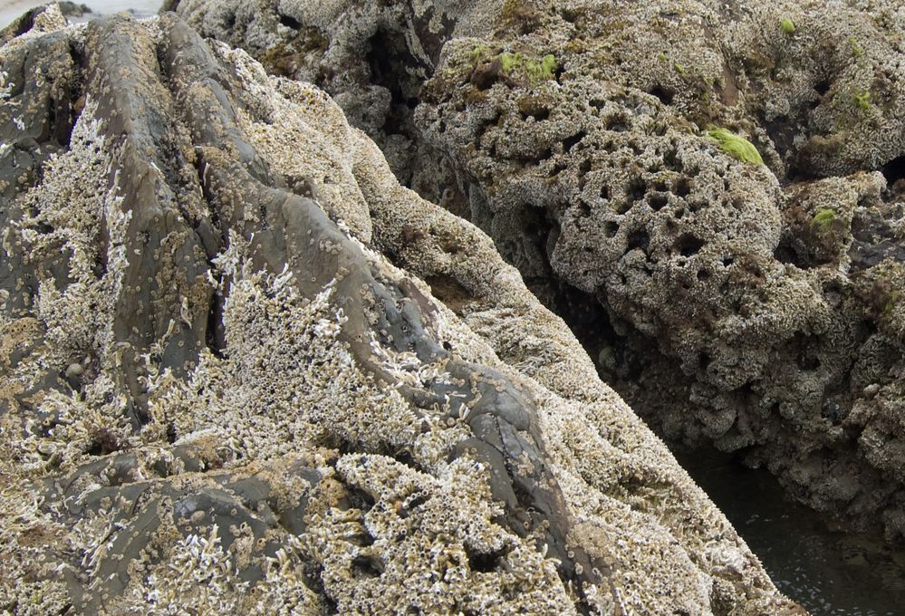 waratahRock.jpg
