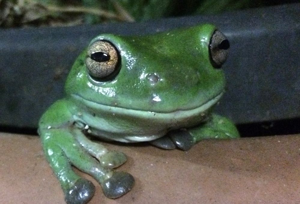 frogs eyes.jpg