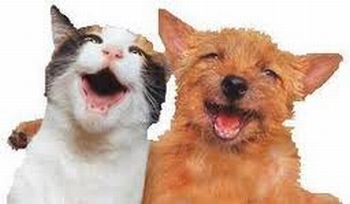 cat12.jpg