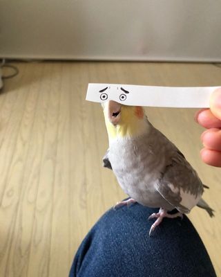 bird-with-funny-eyes-on-strip-of-paper-2.jpg