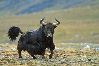 wild-yak.jpg