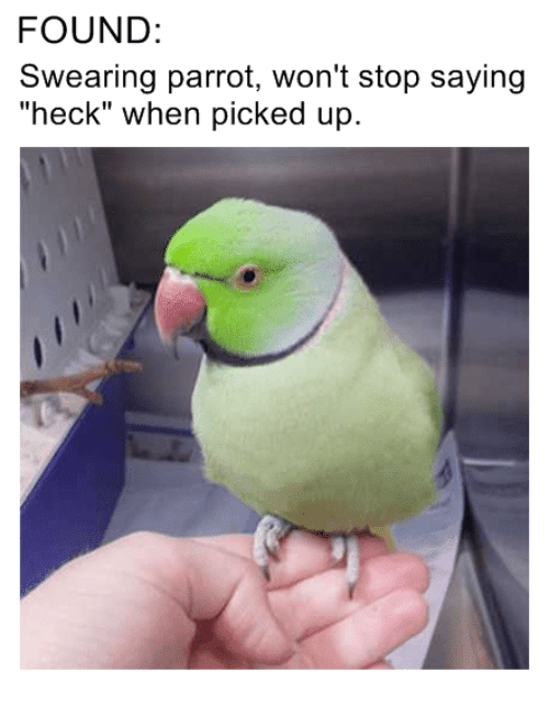 found-swearing-parrot-wont-stop-saying-heck-when-picked-up-49083115.png