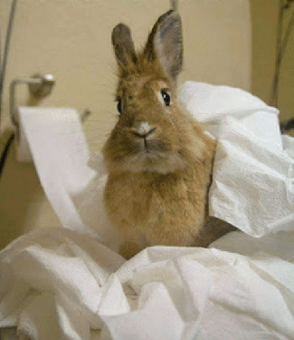 bunny loo paper.png