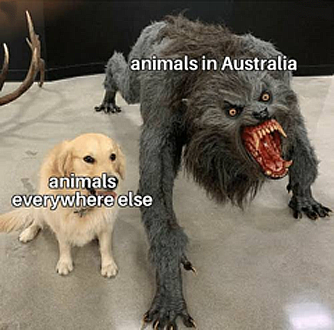animals in australia.PNG