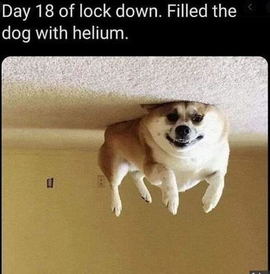 lockdown dog helium.JPG