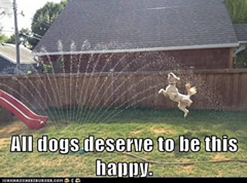 all dogs deserve to be this happy.PNG