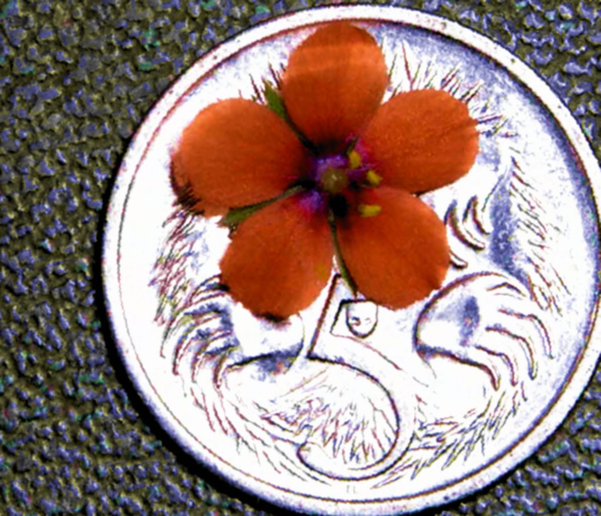 Tiny flower.jpg