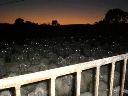 funny-possessed-sheep-shepherd1.jpg