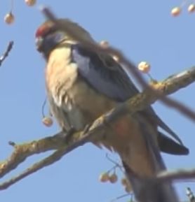 OzBirdZ.JPG