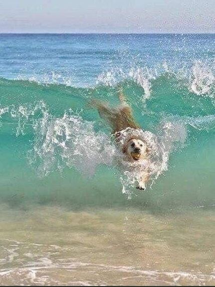 dog body surfing.JPG