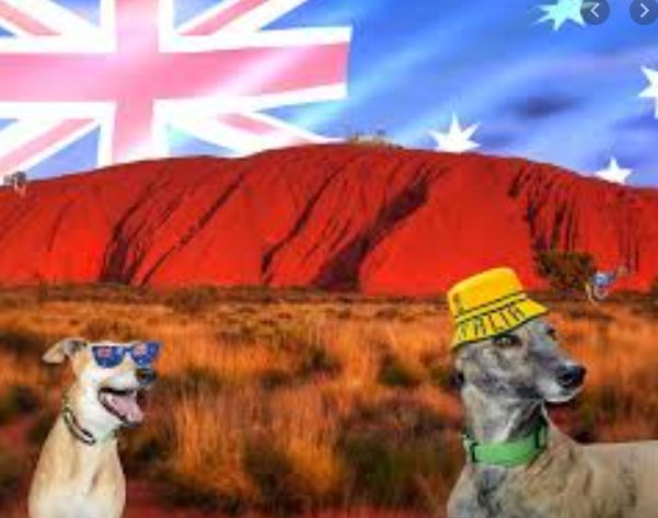 aussiedog.jpg