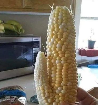 corn.JPG