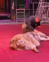 Lion 3.gif