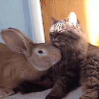Cat 2.gif
