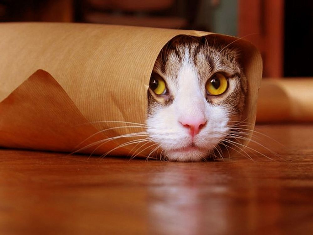 funnycat5.jpg