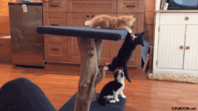 not_for_sale2021_0-1620453808061.gif