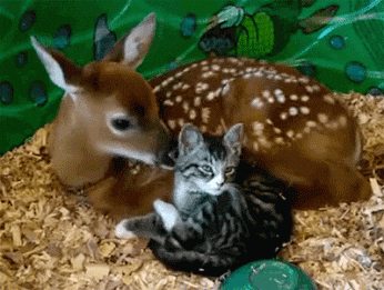 tasfleur_0-1620466076035.gif