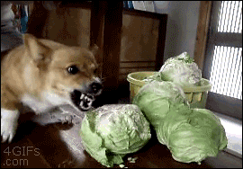 tasfleur_0-1620524937102.gif