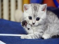 catpicture-538.jpg