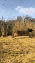 not_for_sale2021_0-1627198254269.gif