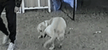 not_for_sale2021_0-1628390071445.gif