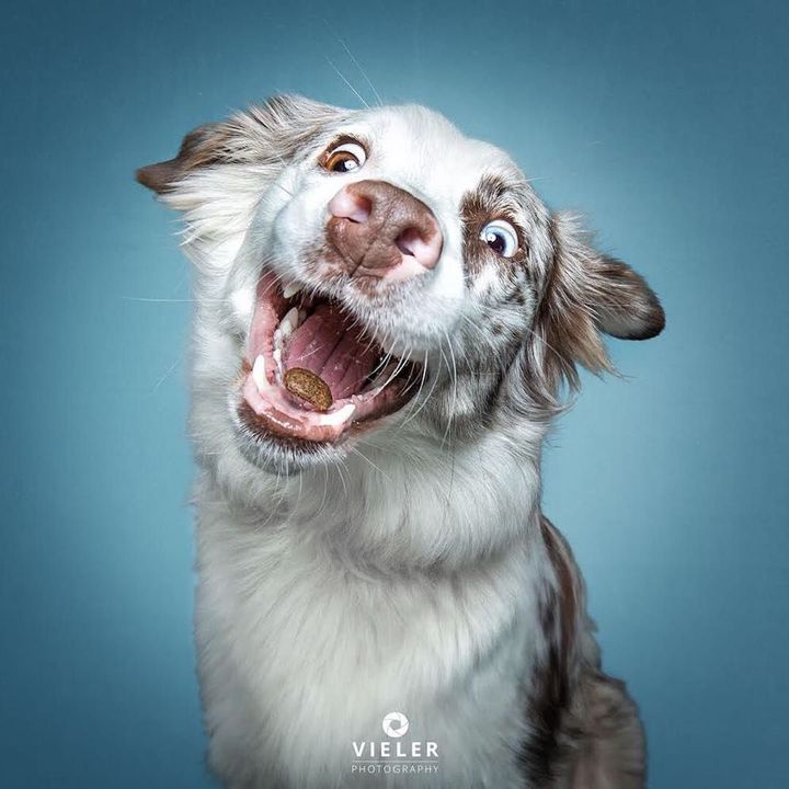 dog20.jpg
