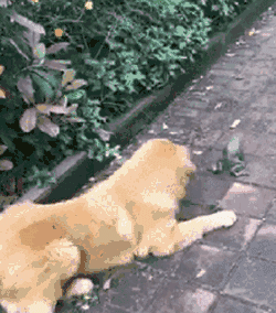 tasfleur_0-1630824297025.gif