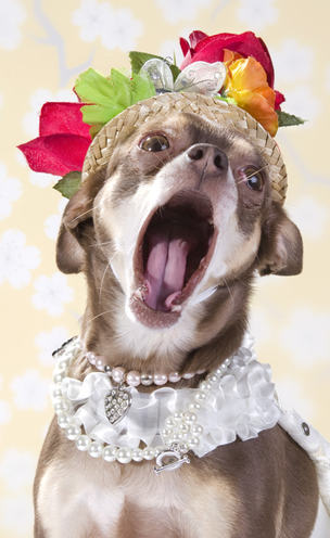 tasfleur_0-1633680016066.png