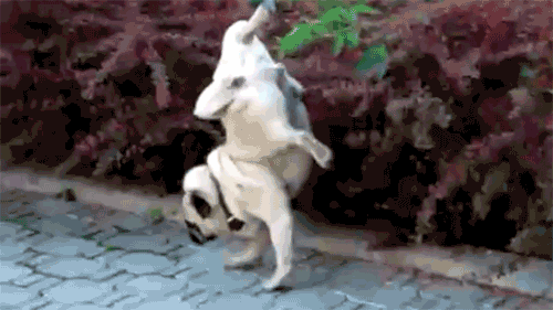 not_for_sale2021_0-1636257064329.gif