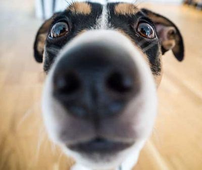 funnydog42.jpg