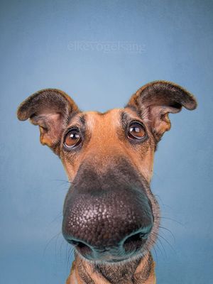 funnydog45.jpg