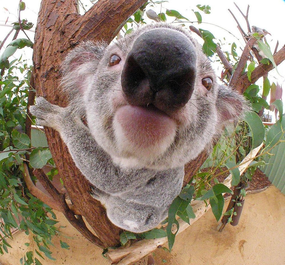 koala.jpg